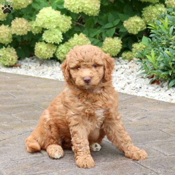 Sage, Mini Goldendoodle Puppy