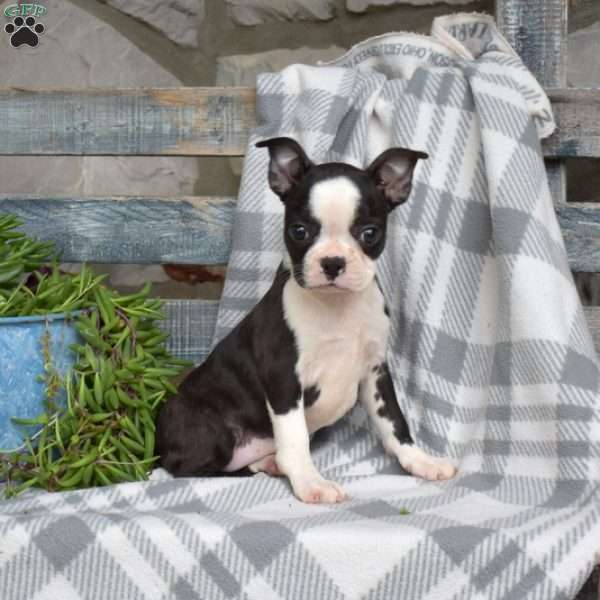 Sage, Boston Terrier Puppy