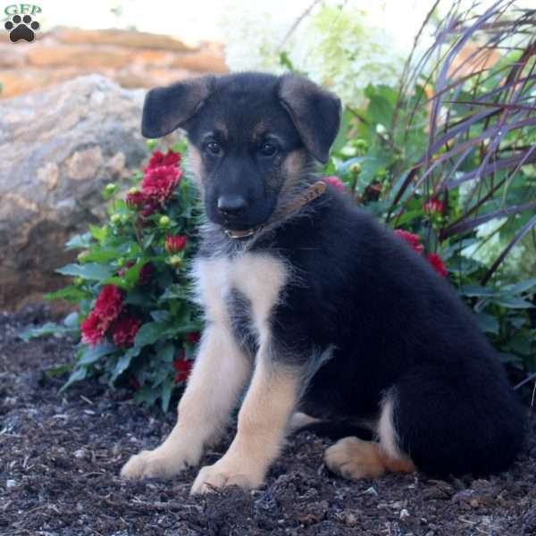 Sage, German Shepherd Puppy
