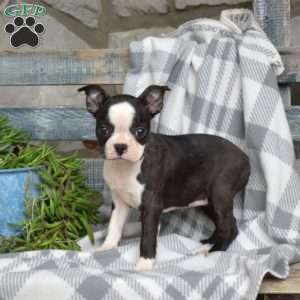 Sage, Boston Terrier Puppy