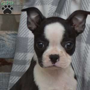 Sage, Boston Terrier Puppy