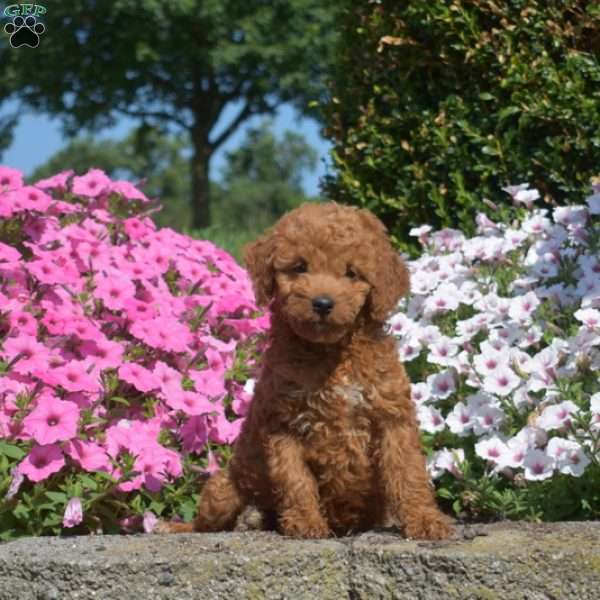 Sailor, Mini Goldendoodle Puppy