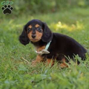 Sally, Dachshund Puppy