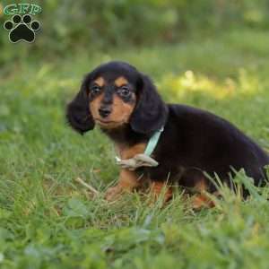 Sally, Dachshund Puppy