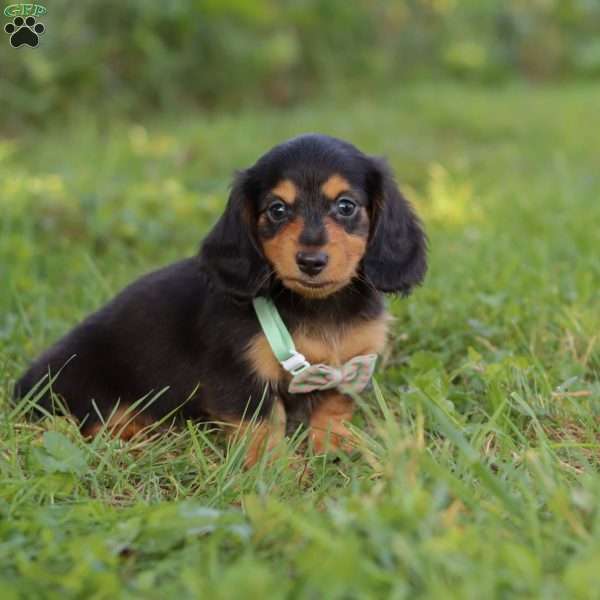 Sally, Dachshund Puppy