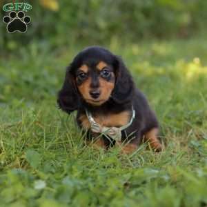 Sally, Dachshund Puppy