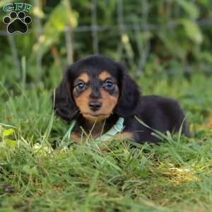 Sally, Dachshund Puppy