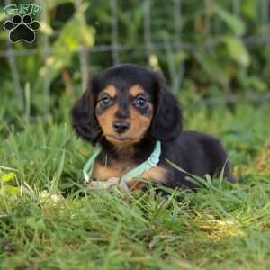 Sally, Dachshund Puppy