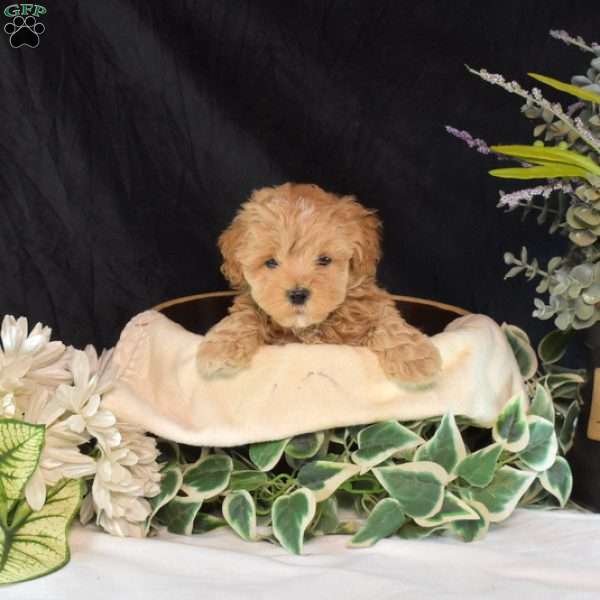 Sally, Maltipoo Puppy