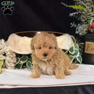 Sally, Maltipoo Puppy