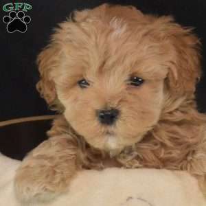 Sally, Maltipoo Puppy