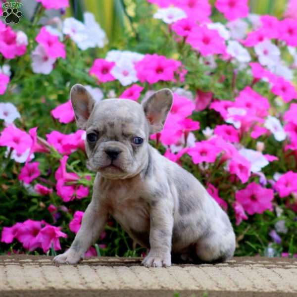 Sally, French Bulldog Puppy