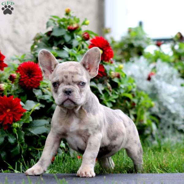 Sally, French Bulldog Puppy