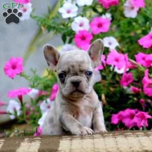 Sally, French Bulldog Puppy