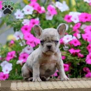 Sally, French Bulldog Puppy