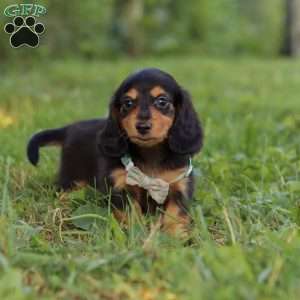 Sally, Dachshund Puppy