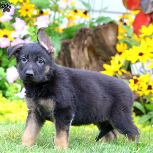 Sam, German Shepherd Puppy