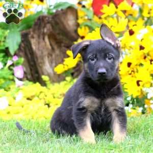 Sam, German Shepherd Puppy