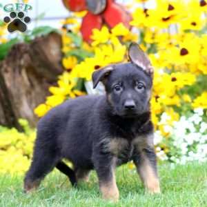 Sam, German Shepherd Puppy