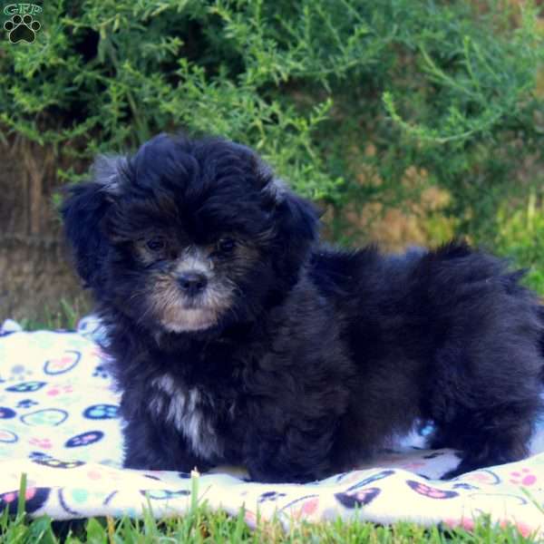 Samantha, Teddy Bear Puppy