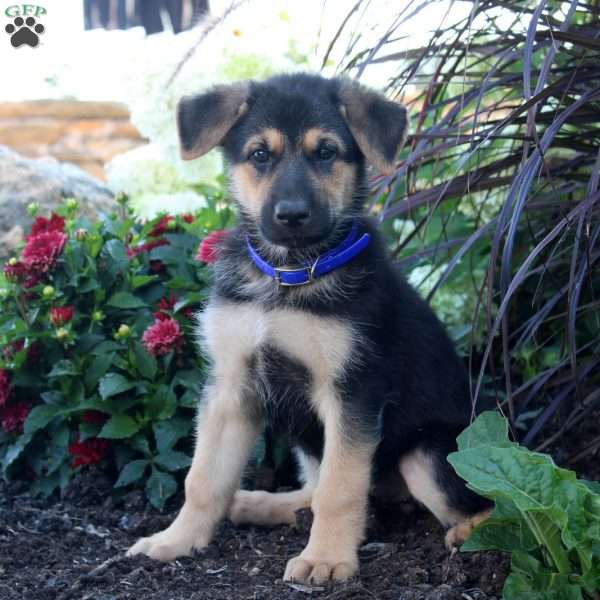 Samantha, German Shepherd Puppy