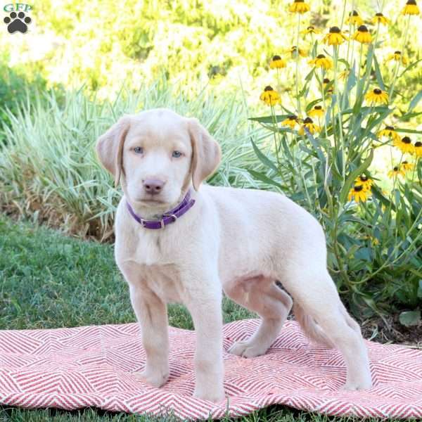 Sammy, Yellow Labrador Retriever Puppy