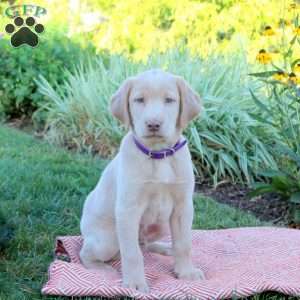 Sammy, Yellow Labrador Retriever Puppy