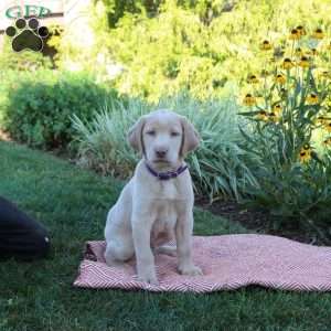 Sammy, Yellow Labrador Retriever Puppy