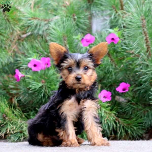 Sammy, Yorkie Puppy