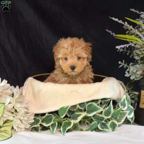 Samson, Maltipoo Puppy