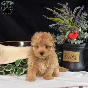 Samson, Maltipoo Puppy