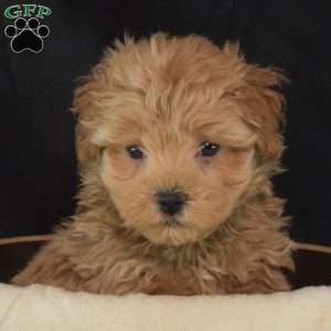 Samson, Maltipoo Puppy