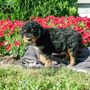 Samson, Mini Bernedoodle Puppy