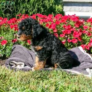 Samson, Mini Bernedoodle Puppy