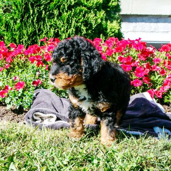 Samson, Mini Bernedoodle Puppy