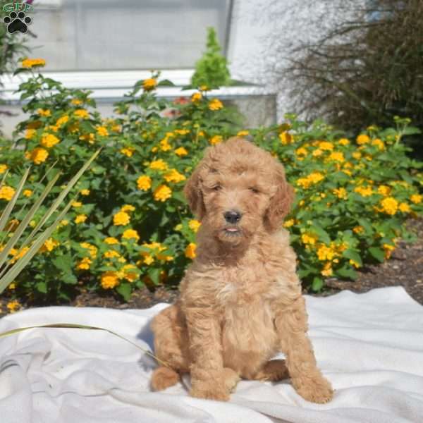 Sandy, Labradoodle Puppy