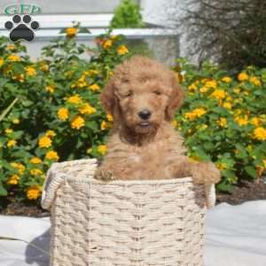 Sandy, Labradoodle Puppy