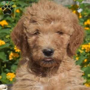 Sandy, Labradoodle Puppy