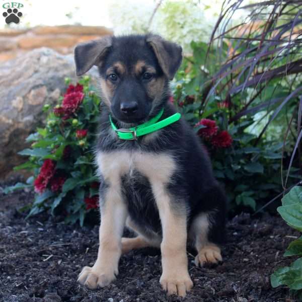 Sara, German Shepherd Puppy