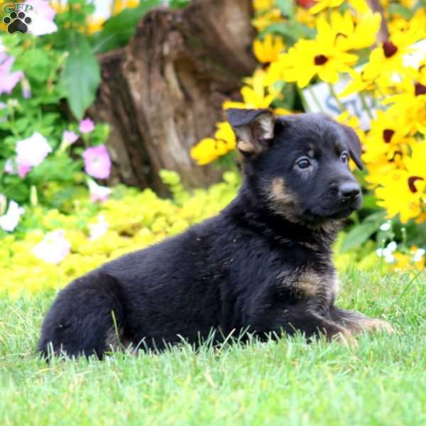 Sara, German Shepherd Puppy