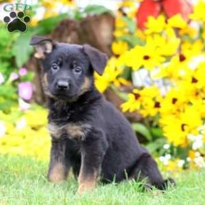 Sara, German Shepherd Puppy