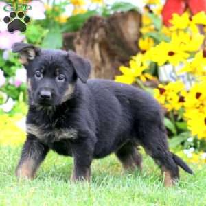 Sara, German Shepherd Puppy