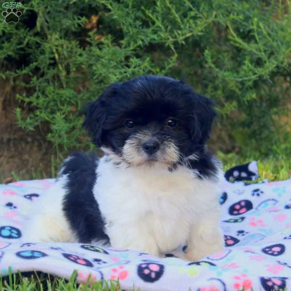 Sarah, Teddy Bear Puppy