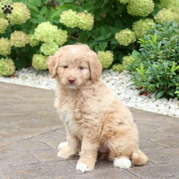 Sarah, Mini Goldendoodle Puppy