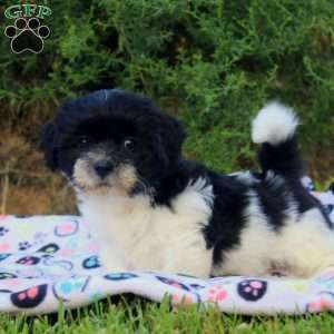 Sarah, Teddy Bear Puppy