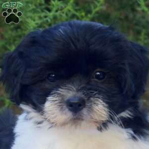 Sarah, Teddy Bear Puppy