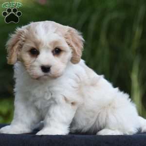 Sarge, Cavachon Puppy