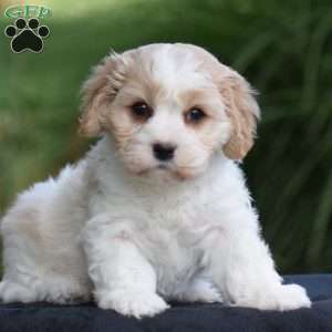 Sarge, Cavachon Puppy