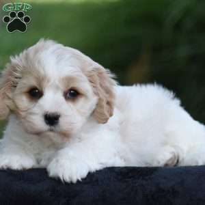 Sarge, Cavachon Puppy