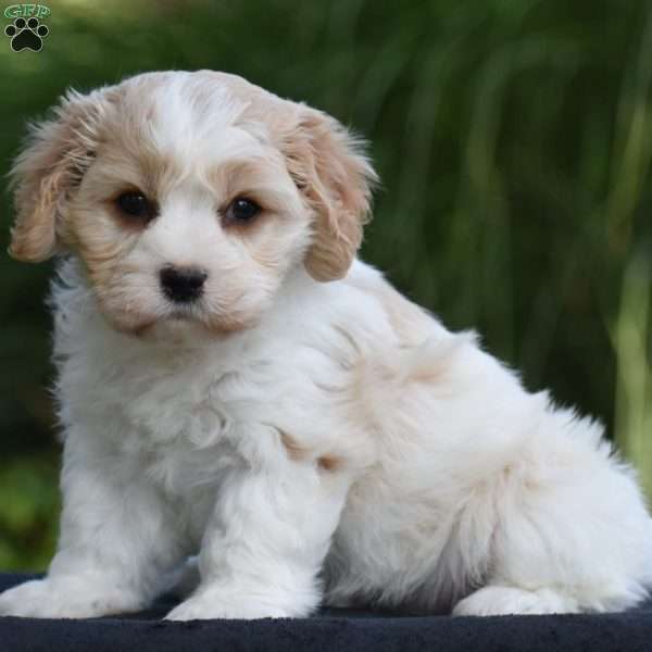 Sarge, Cavachon Puppy